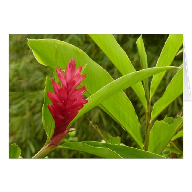 Red Ginger Flower (Alpinia) Tropical Hälsningskort (Framsidan Horizontal)