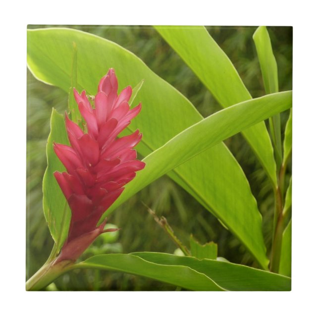 Red Ginger Flower (Alpinia) Tropical Kakelplatta (Framsidan)