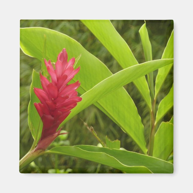 Red Ginger Flower (Alpinia) Tropical Magnet (Framsidan)