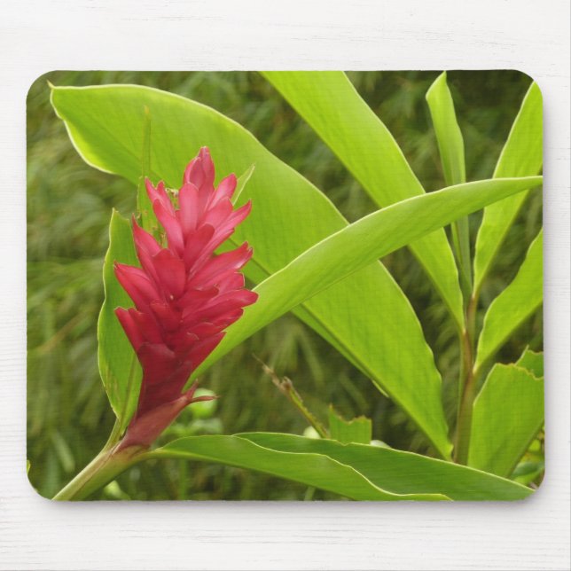 Red Ginger Flower (Alpinia) Tropical Musmatta (Framsidan)