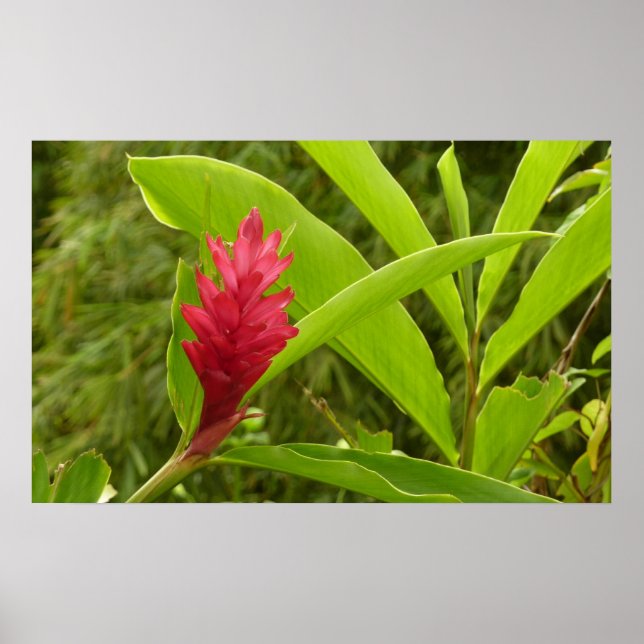 Red Ginger Flower (Alpinia) Tropical Poster (Framsidan)