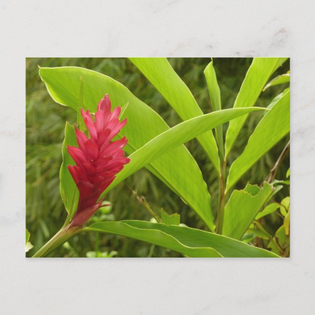 Red Ginger Flower (Alpinia) Tropical Vykort (Framsida)