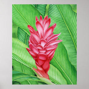 Red Ginger Watercolor Poster