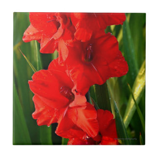 Red Gladiolas Kakelplatta