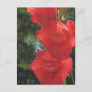 Red Gladiolas Postcards Vykort