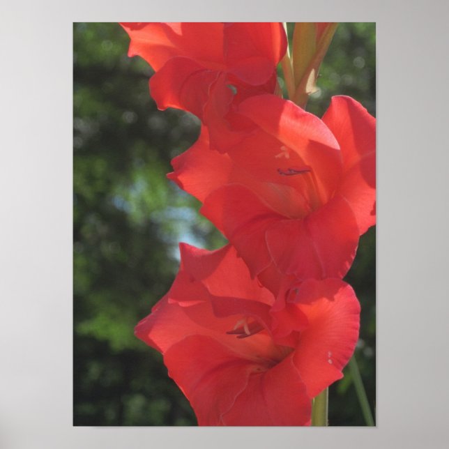 Red Gladiolas Poster Skriv ut (Framsidan)