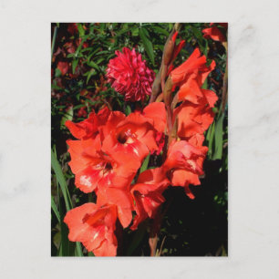 Red Gladiolas Vykort