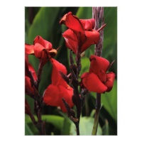 Red Gladiolus