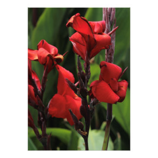Red Gladiolus Fototryck