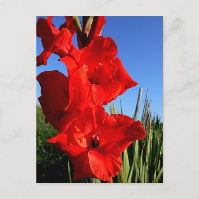 Red Gladiolus och Blå himmel Vykort (Framsida)