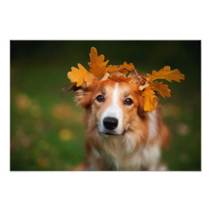 Red Gräns Collie with a Garland of Höst löv Fototryck