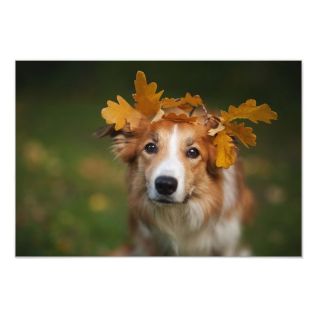 Red Gräns Collie with a Garland of Höst löv Fototryck (Framsidan)