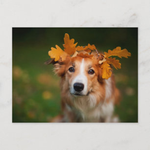 Red Gräns Collie with a Garland of Höst löv Vykort