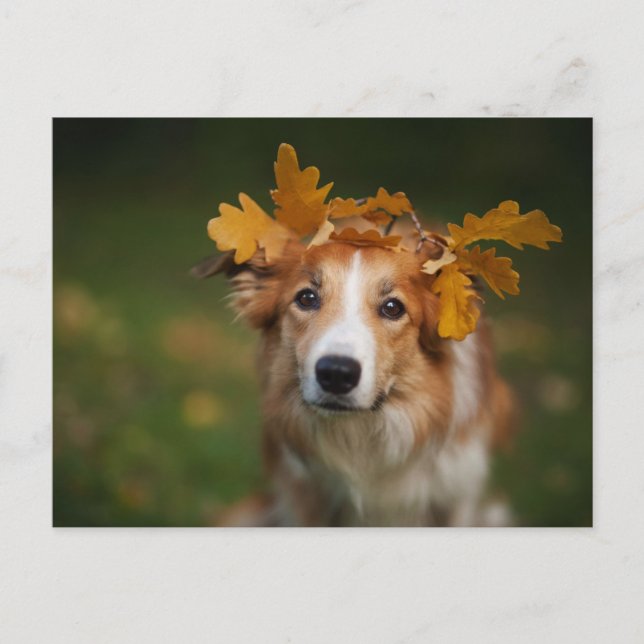 Red Gräns Collie with a Garland of Höst löv Vykort (Framsida)