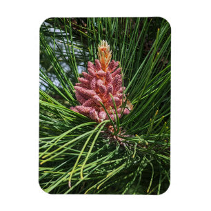 Red Gräs Träd pollen Cone (Pinus resinosa) Magnet