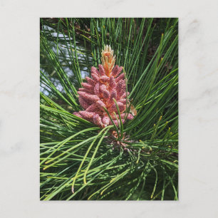 Red Gräs Träd pollen Cone (Pinus resinosa) Vykort