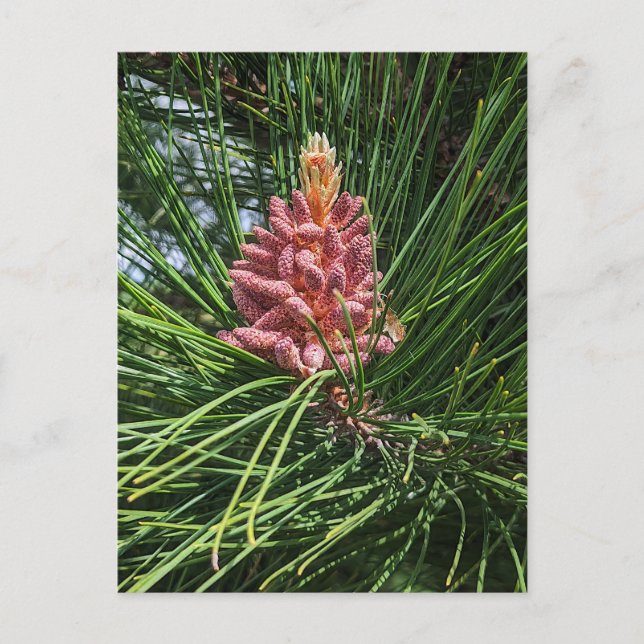 Red Gräs Träd pollen Cone (Pinus resinosa) Vykort (Framsida)