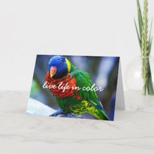 Red Grönt Blue Bird Live Life in Färg Script fet Kort