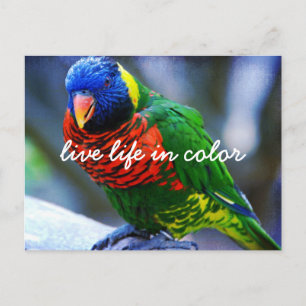 Red Grönt Blue Lorikeet Bird Life Life i Färg Vykort