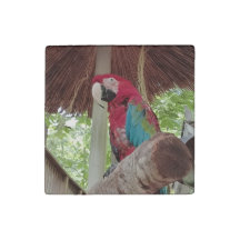 Red, Grönt och Blue Macaw