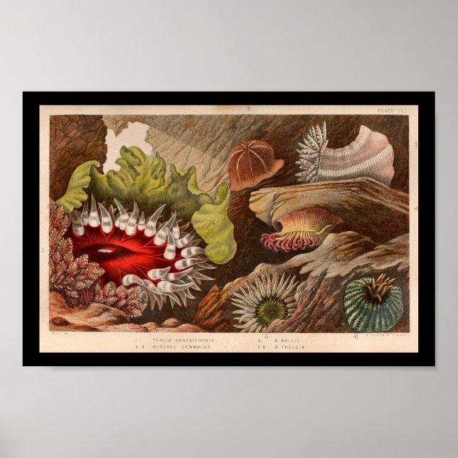 Red Grönt Sea Anemone Marine Life Print Poster (Framsidan)