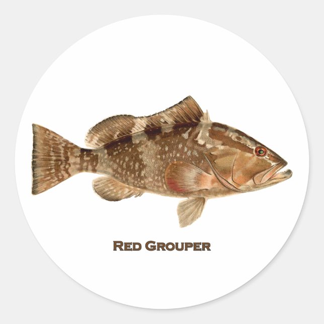 Red Grouper Fish Runt Klistermärke (Framsida)
