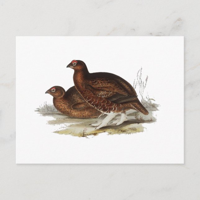 Red Grouse Vykort (Framsida)