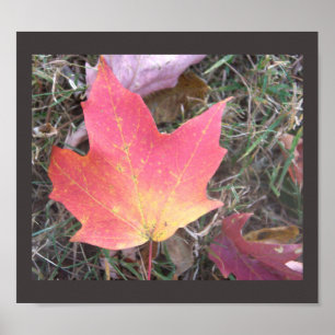 Red Gult Autumn Löv Poster