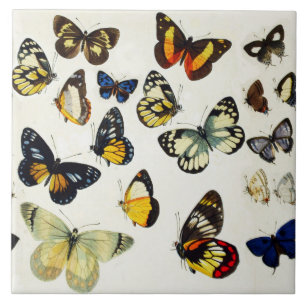 RED GULT BLUE WHITE BUTTERFLIES Beauty Nature Kakelplatta