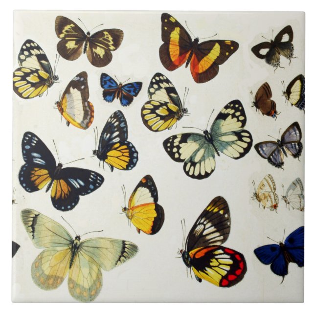 RED GULT BLUE WHITE BUTTERFLIES Beauty Nature Kakelplatta (Framsidan)