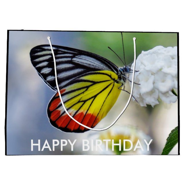 Red gult butterfly Paded Jezebel (Baksidan)