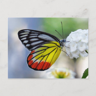 Red gult butterfly Paded Jezebel Vykort