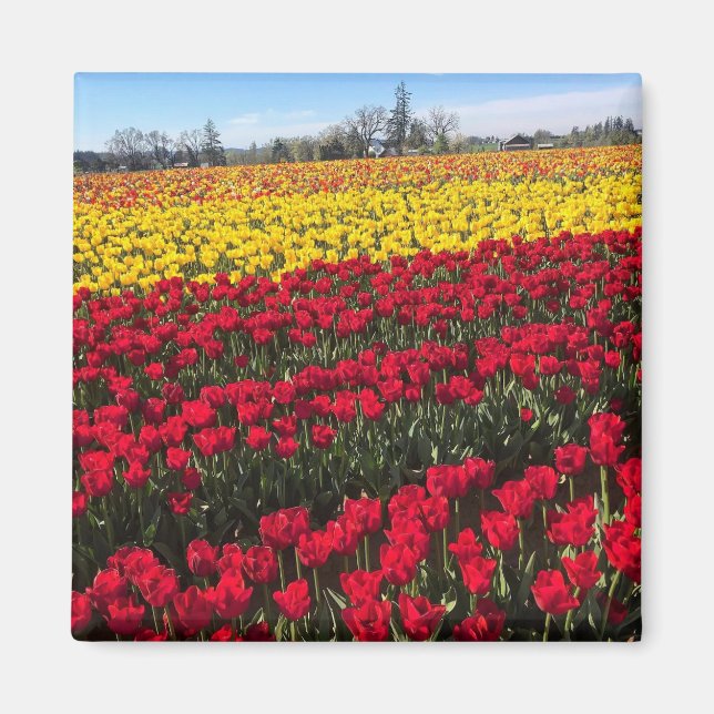 Red & Gult Tulip Fält Magnet (Framsidan)