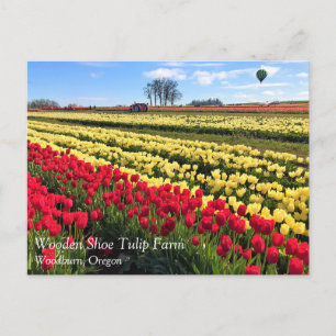 Red & Gult Tulip Fält med Luftballong Vykort