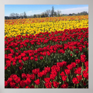 Red & Gult Tulip Fält Poster