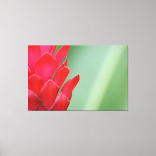 Red Hawaiian Ginger Flower Canvastryck