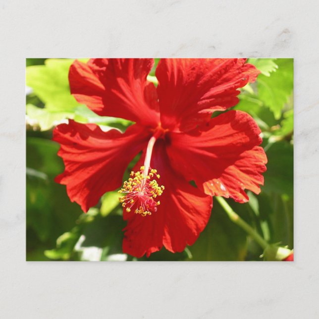 Red Hawaiian Hibiscus Flower Vykort (Framsida)