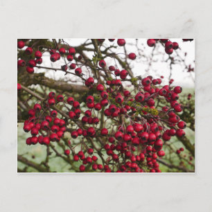 Red Hawthorn Berries vykort