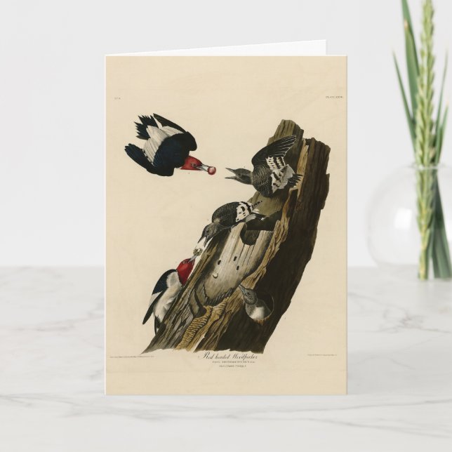 Red head Woodpecker - Audubon's Birds of America Kort (Framsida)