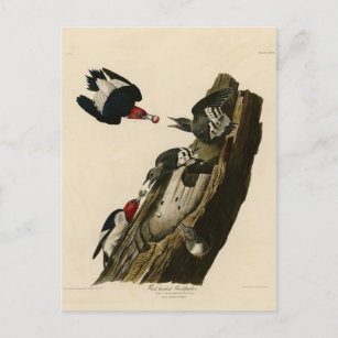 Red head Woodpecker - Audubon's Birds of America Vykort