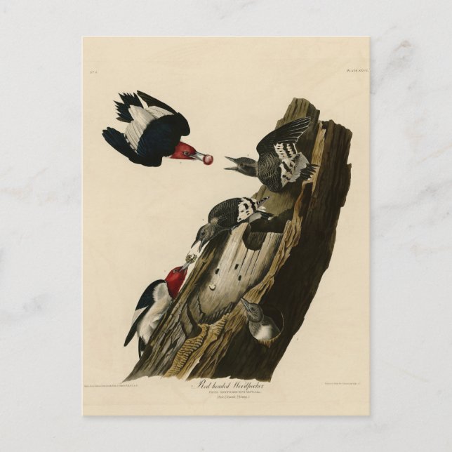 Red head Woodpecker - Audubon's Birds of America Vykort (Framsida)
