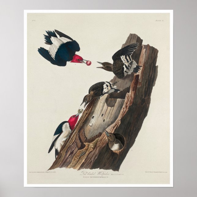 Red-head Woodpecker by Audubon Poster (Framsidan)