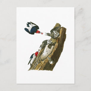 Red head Woodpecker John Audubon Birds America Vykort