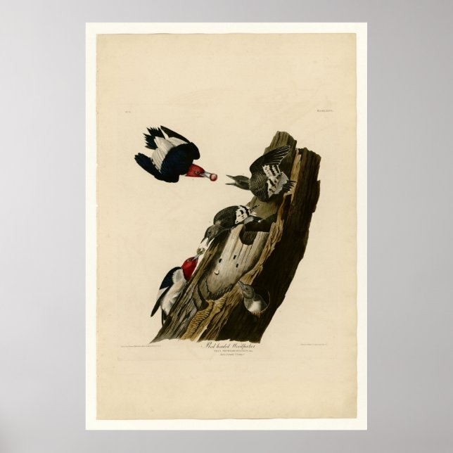 Red head Woodpecker Poster (Framsidan)