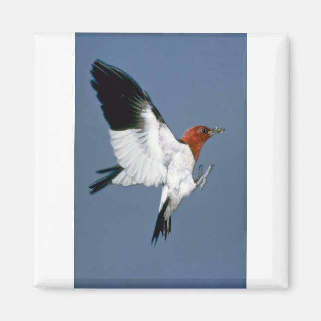 Red-head Woodpecker under flygning Magnet (Framsidan)