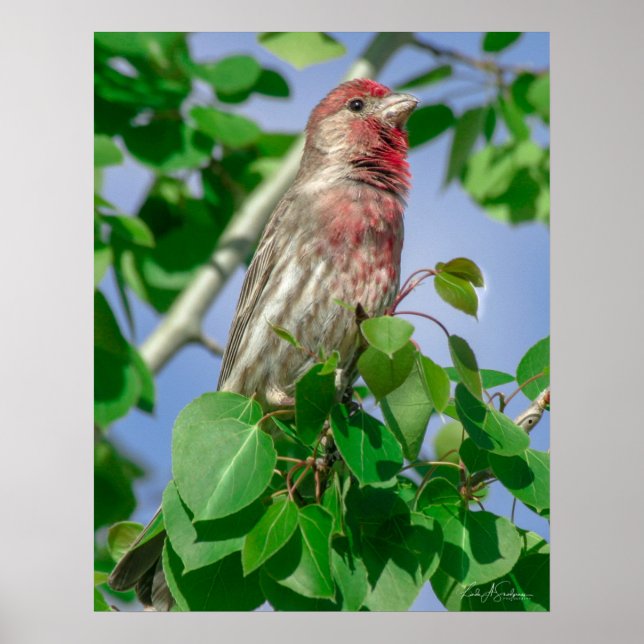Red Headed House Finch Poster (Framsidan)