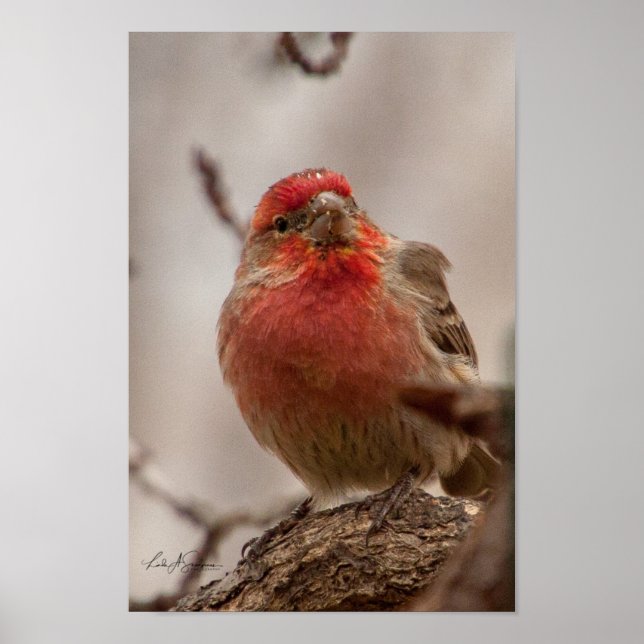 Red Headed House Finch Poster (Framsidan)