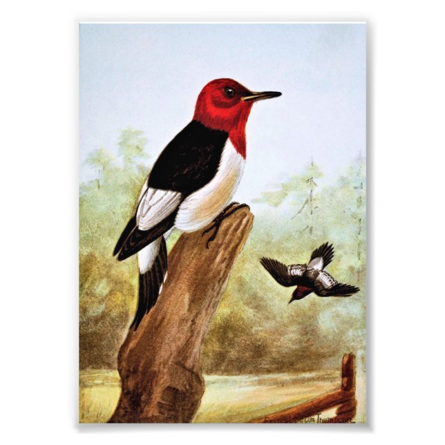 Red Headed Woodpecker Art Fototryck (Framsidan)