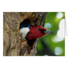 Red-Headed Woodpecker Hälsningskort