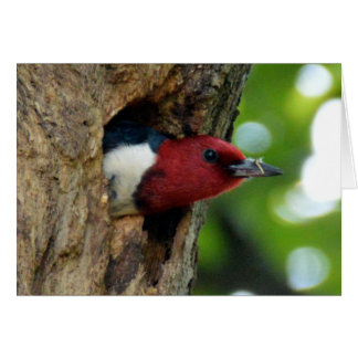 Red-Headed Woodpecker Hälsningskort
